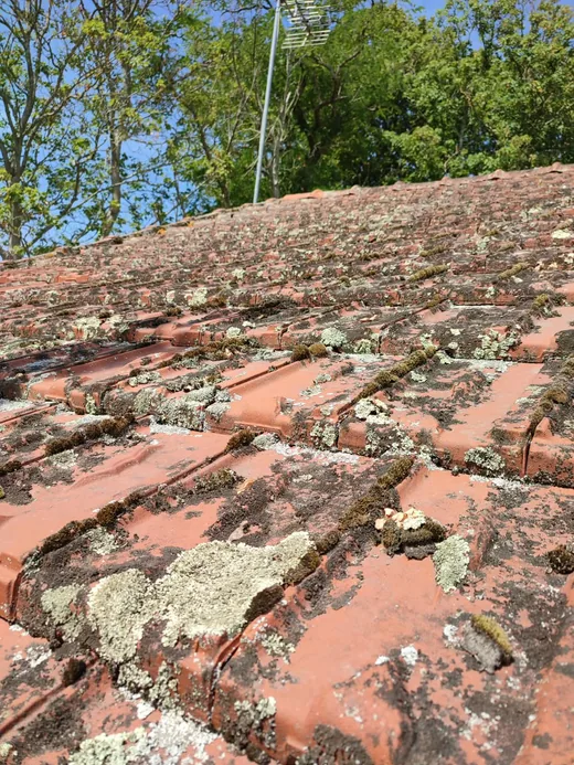 Gros plan des tuiles chargées de lichen, avant traitement.
